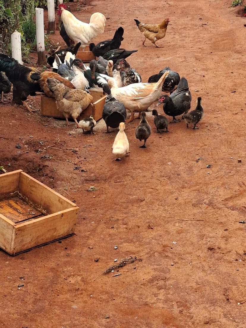 20251127 094457 Ne1Aco