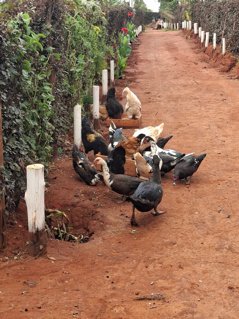 20251127 094356 Bfmjua