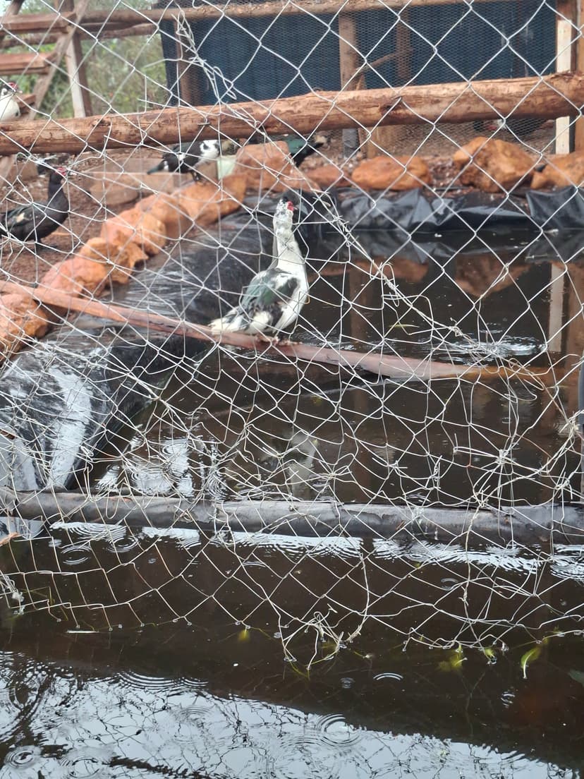 20251109 064043 Hgcwps